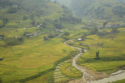 High angle view of rice fields