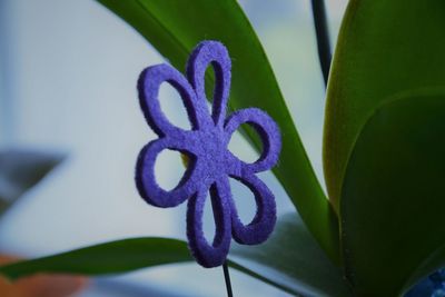 Close-up of fresh green leaf