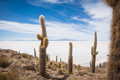 Cactus plants against calm sea