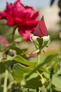 Close-up of rose plant