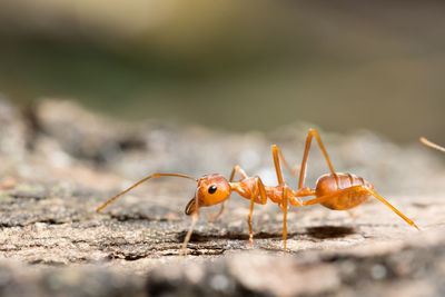 Extreme close-up of ant on plant bark