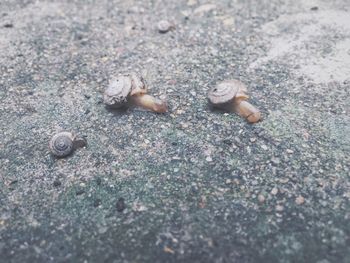 Close-up of seashells on sand