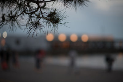 Close-up of silhouette trees against sky at sunset