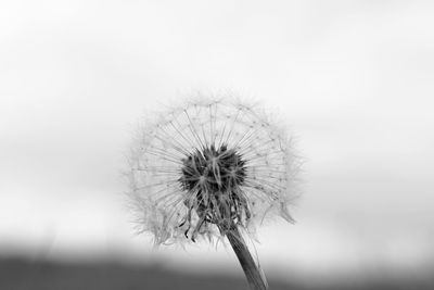 Close-up of dandelion against sky