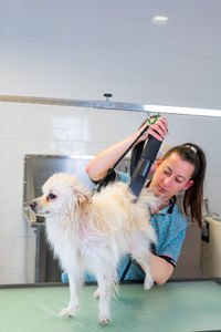 A young woman groomer drying the hair of a white pomeranian dog at a hairdressing salon