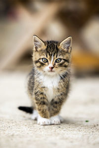 Portrait of cat sitting outdoors