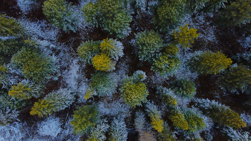 Full frame shot of plants