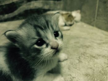 Close-up portrait of cat