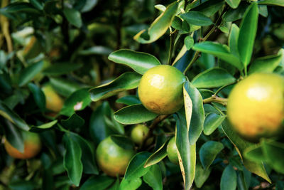 Close-up of fruits growing on tree