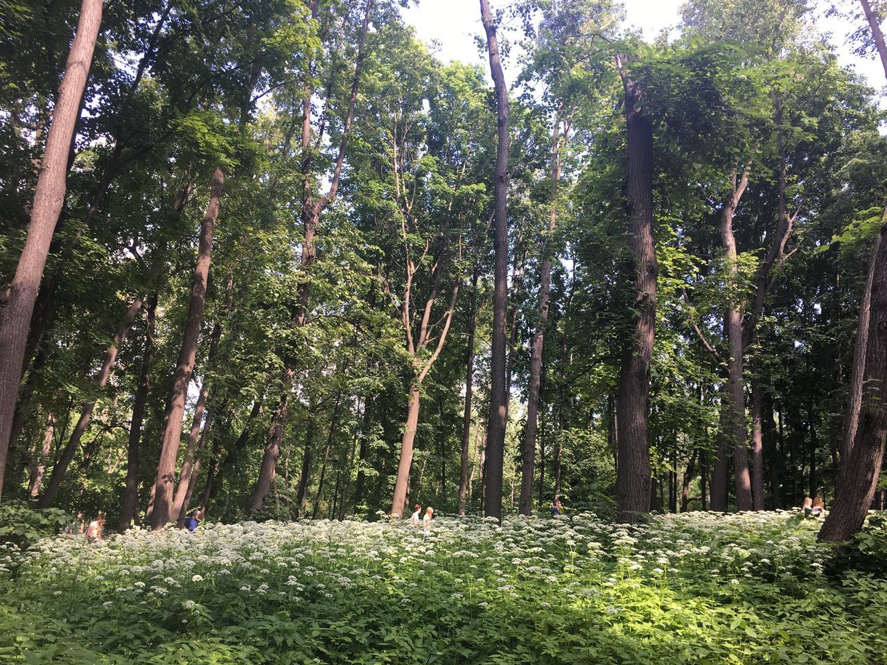 tree, plant, forest, land, growth, beauty in nature, nature, tree trunk, trunk, day, tranquility, green color, no people, environment, woodland, outdoors, non-urban scene, sunlight, tranquil scene, scenics - nature