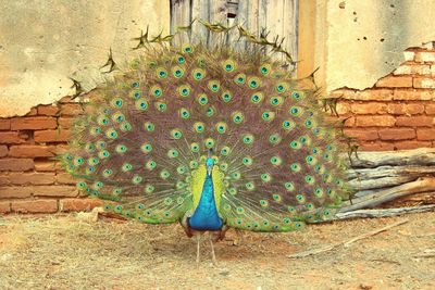 Close-up of peacock feather against brick wall