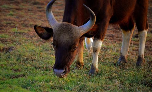 Cow standing in a field