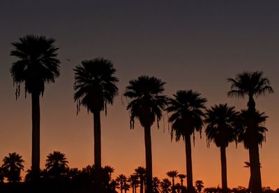 Silhouette palm trees against sky during sunset