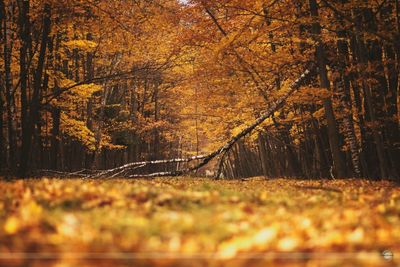 Trees in forest during autumn