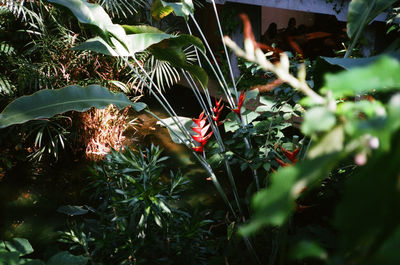 Close-up of snake on tree