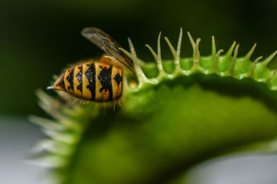 Close-up of butterfly pollinating flower