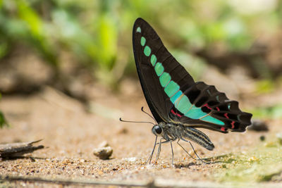 Close-up of butterfly