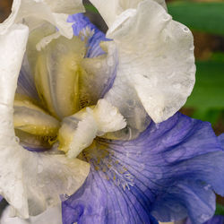 Close-up of wet purple flowering plant