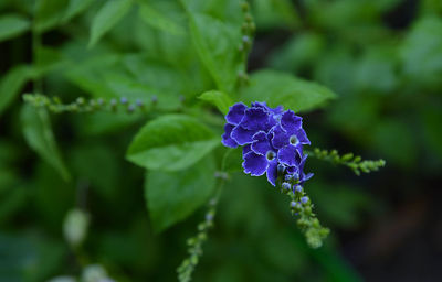 Close-up of purple flowering plant