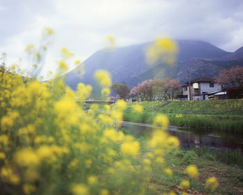 Scenic view of grassy field by houses against sky