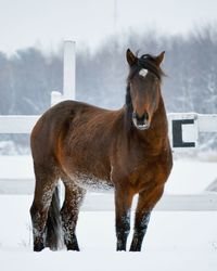 Portrait of horse on snow against sky