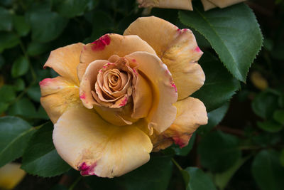 Spring garden with rare and pregious golden rose flower