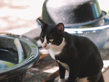 Close-up of a cat drinking water