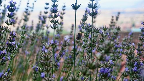 Close-up of purple flowering plants on field