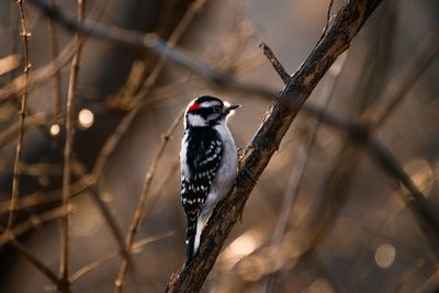 Bird perching on a branch