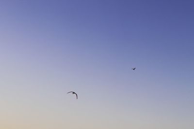 Low angle view of bird flying in sky