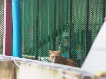 Portrait of cat relaxing in cage