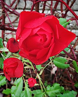 Close-up of red rose