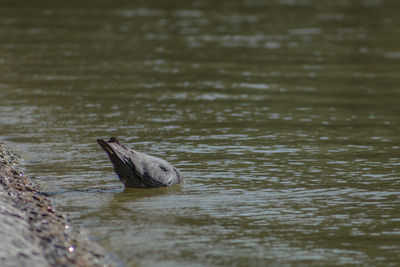 High angle view of duck swimming in lake