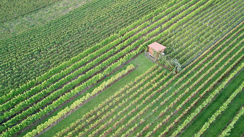 High angle view of crop growing on field