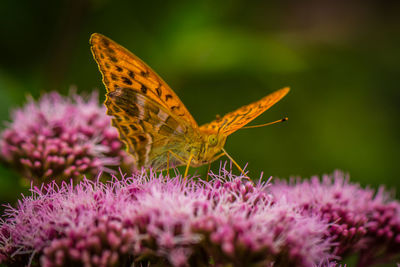 Close-up of butterfly pollinating on pink flower