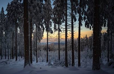 Trees on snow covered land during sunset