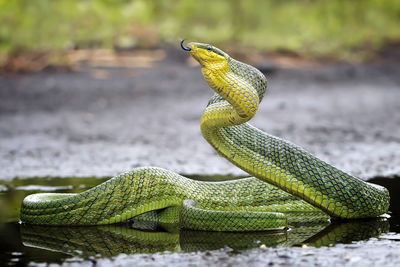 Close-up of snake in puddle
