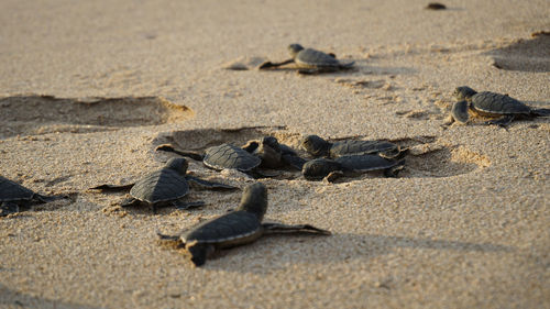 Turtle babies