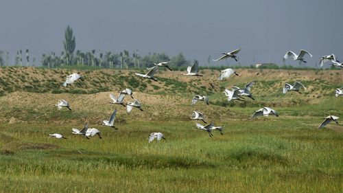 Side view of birds flying at grassland