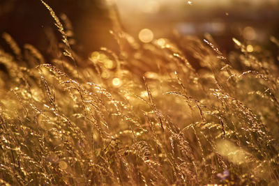 Close-up of wet grass on field