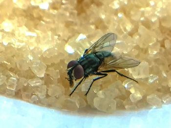 Close-up of housefly