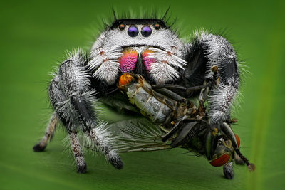 Close-up of spider