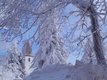 Trees on snow covered landscape