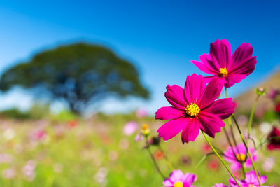 Close-up of pink cosmos flowers on field