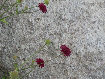 Close-up of red flowers blooming on plant