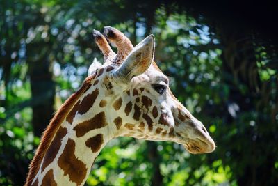 Close-up of giraffe against trees