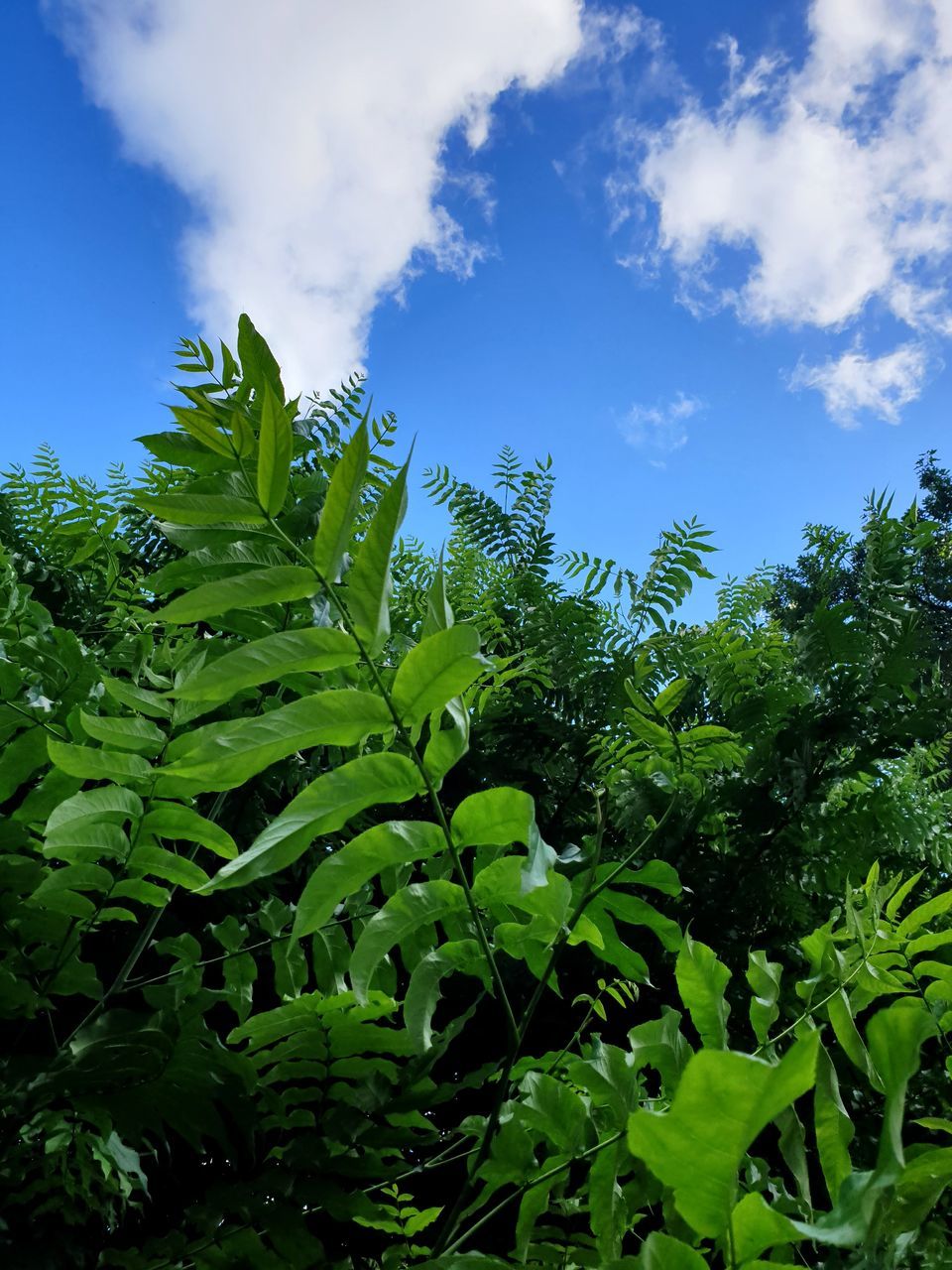 LOW ANGLE VIEW OF LEAVES AGAINST SKY