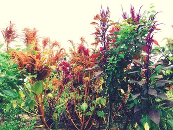 Low angle view of trees