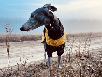 Close-up of dog on field