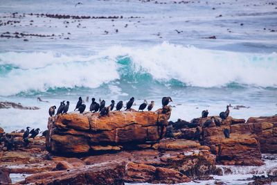 View of birds on rocks next to choppy sea